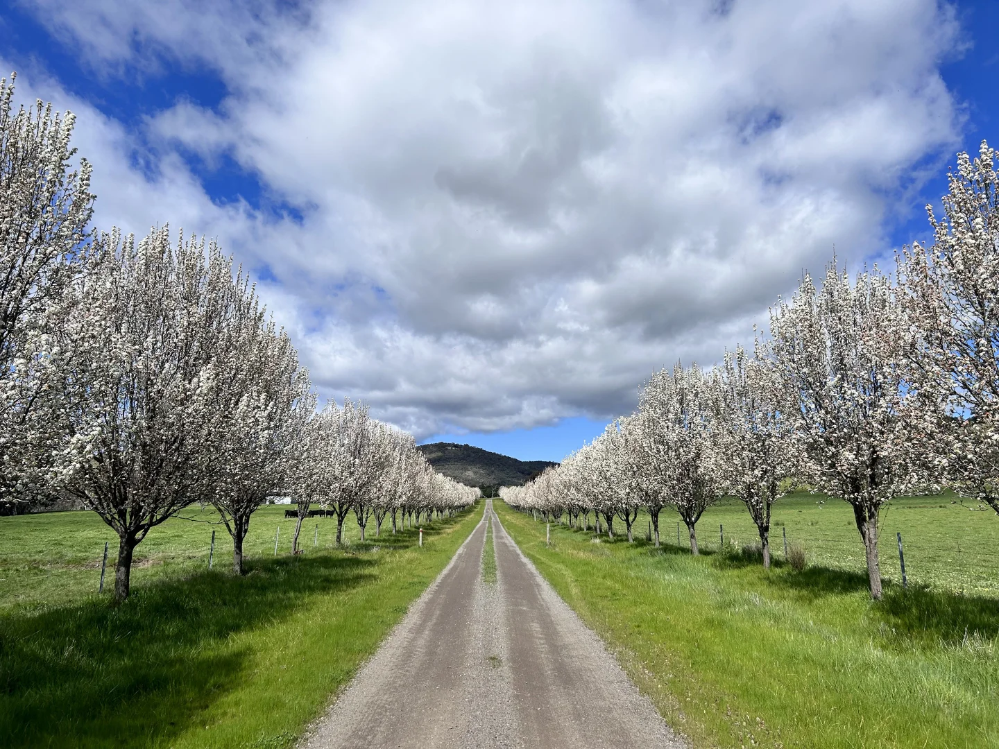 Additional image 7 of 252 Welshs Road, Baddaginnie VIC 3670