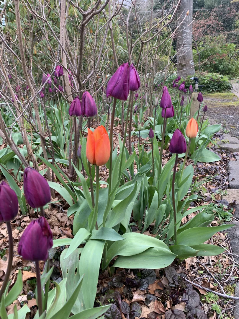 Additional image 23 of 805 Mount Macedon Road, Mount Macedon VIC 3441