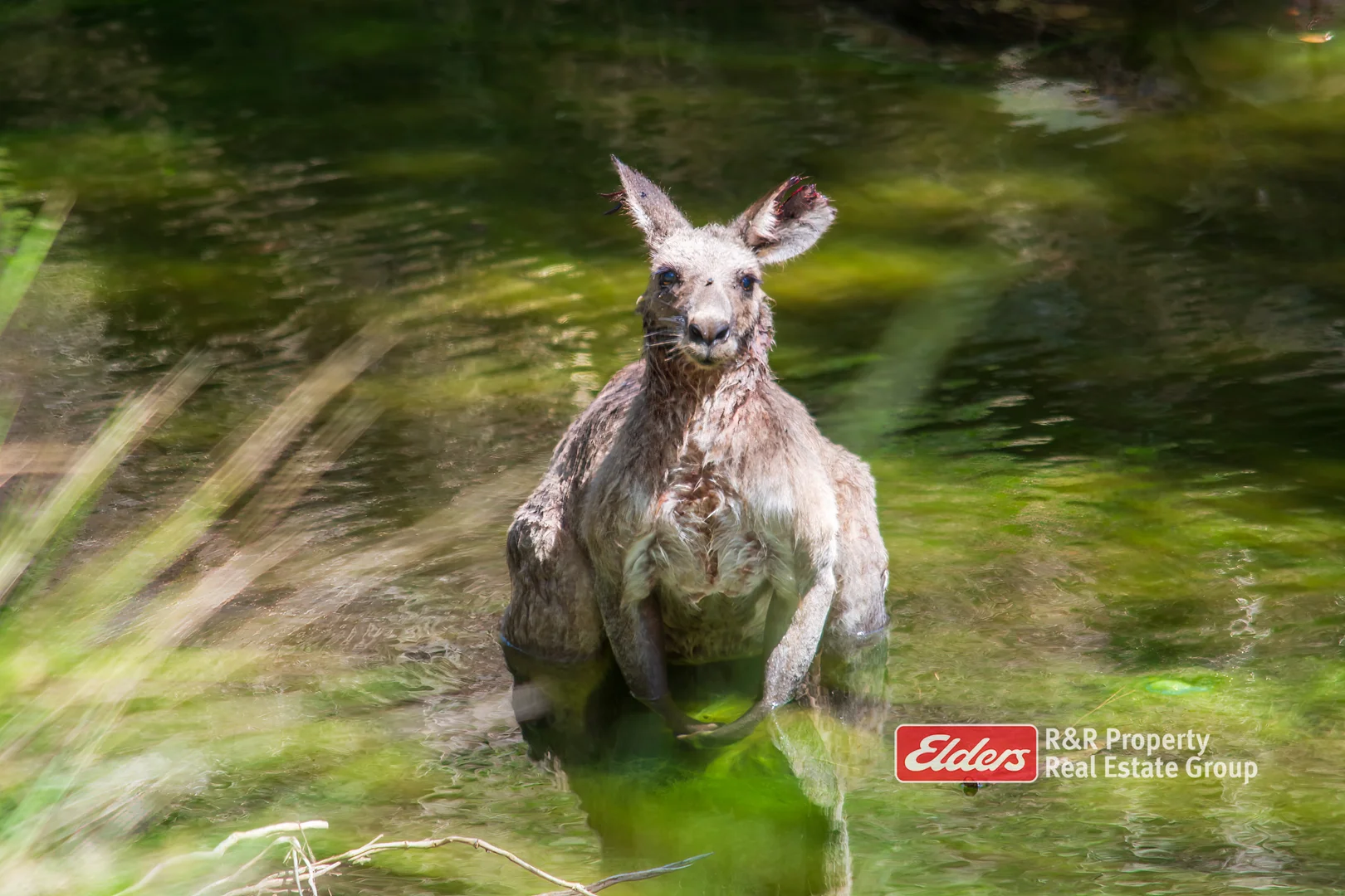 Additional image 19 of 2241 Curricabark Road, Dewitt NSW 2422