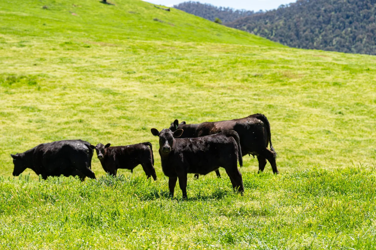 Additional image 2 of 3465 Murray Valley Highway, Berringama VIC 3691