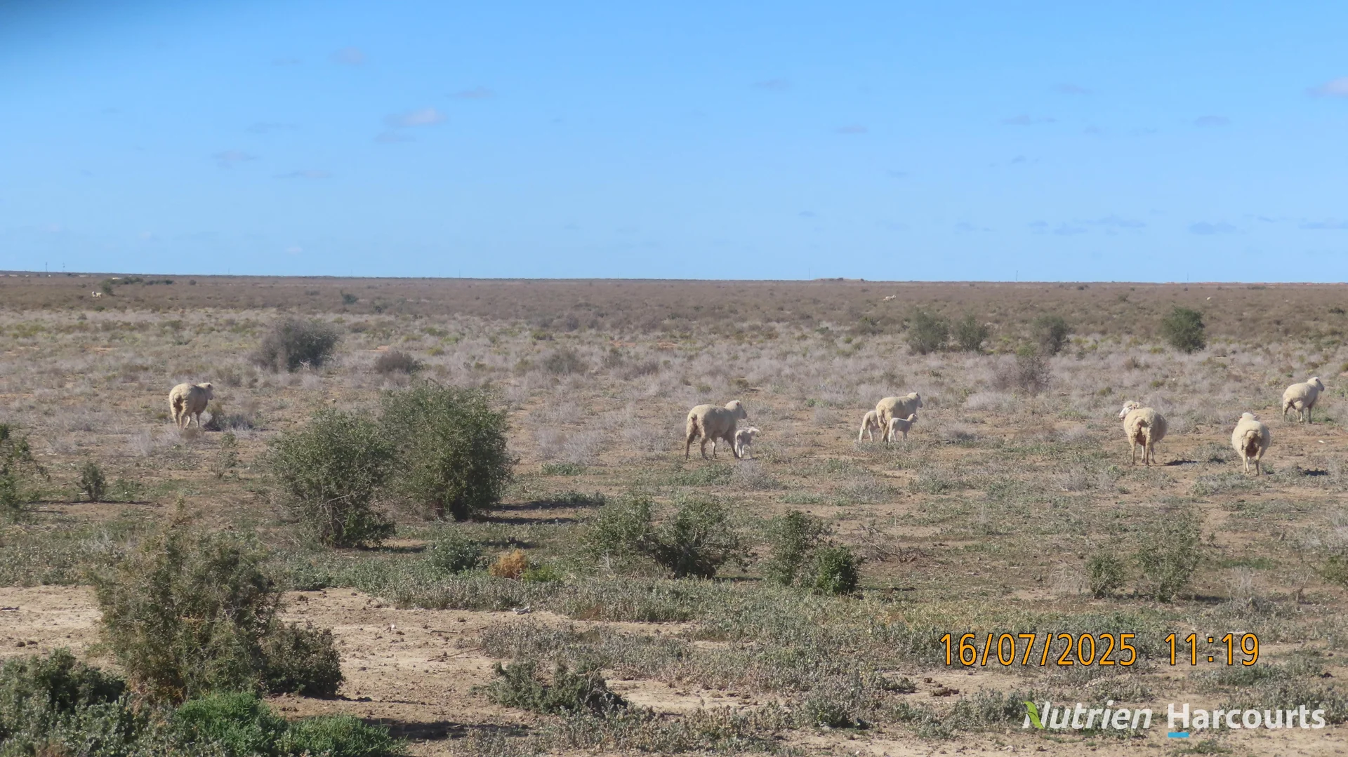 Additional image 6 of * Magenta Aggregation, Balranald NSW 2715