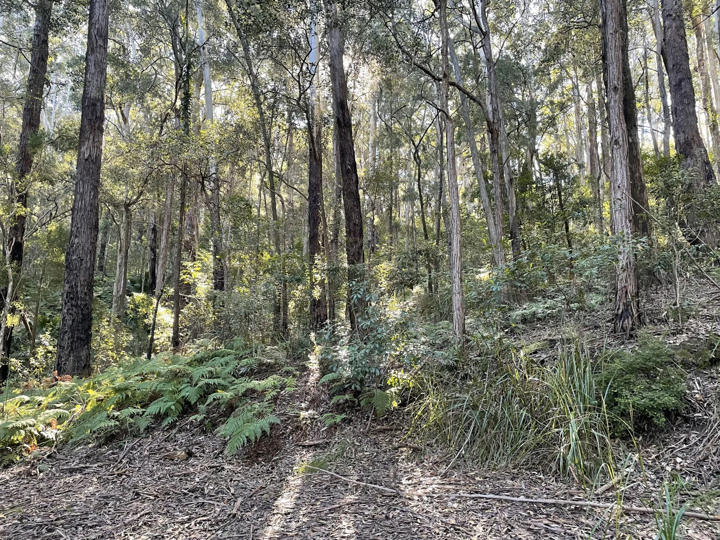 Additional image 10 of 20 James Norton Road, Bensville NSW 2251