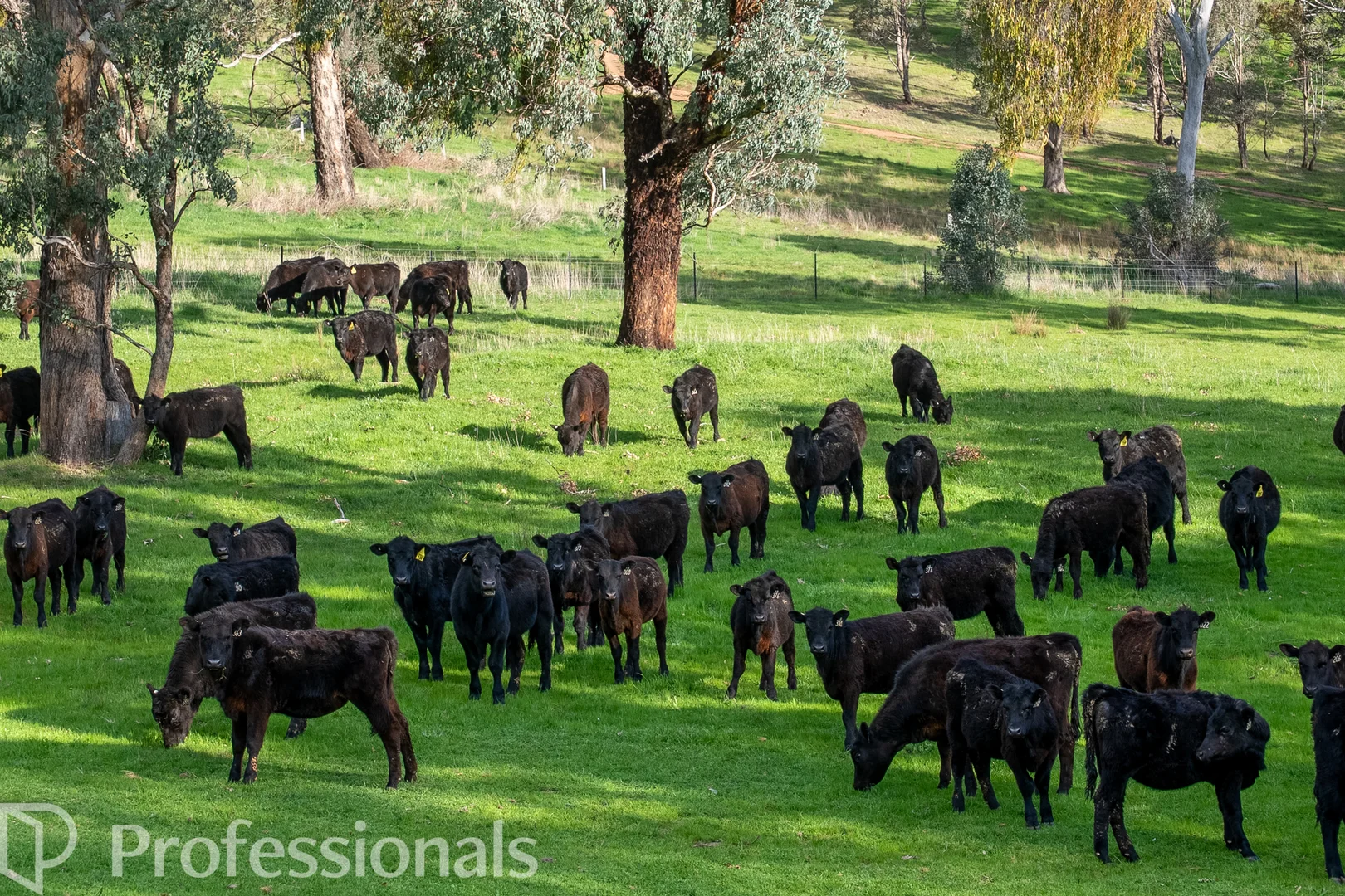 Additional image 3 of 361 Dicksons Lane, Orange NSW 2800