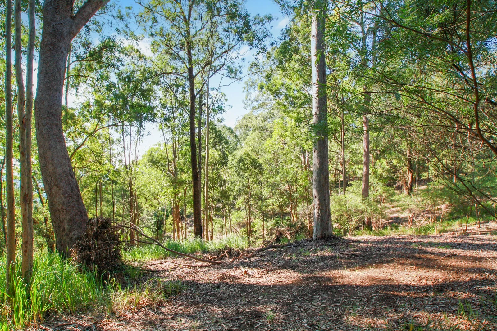 Additional image 14 of 94 Holyrood Road, Maudsland QLD 4210