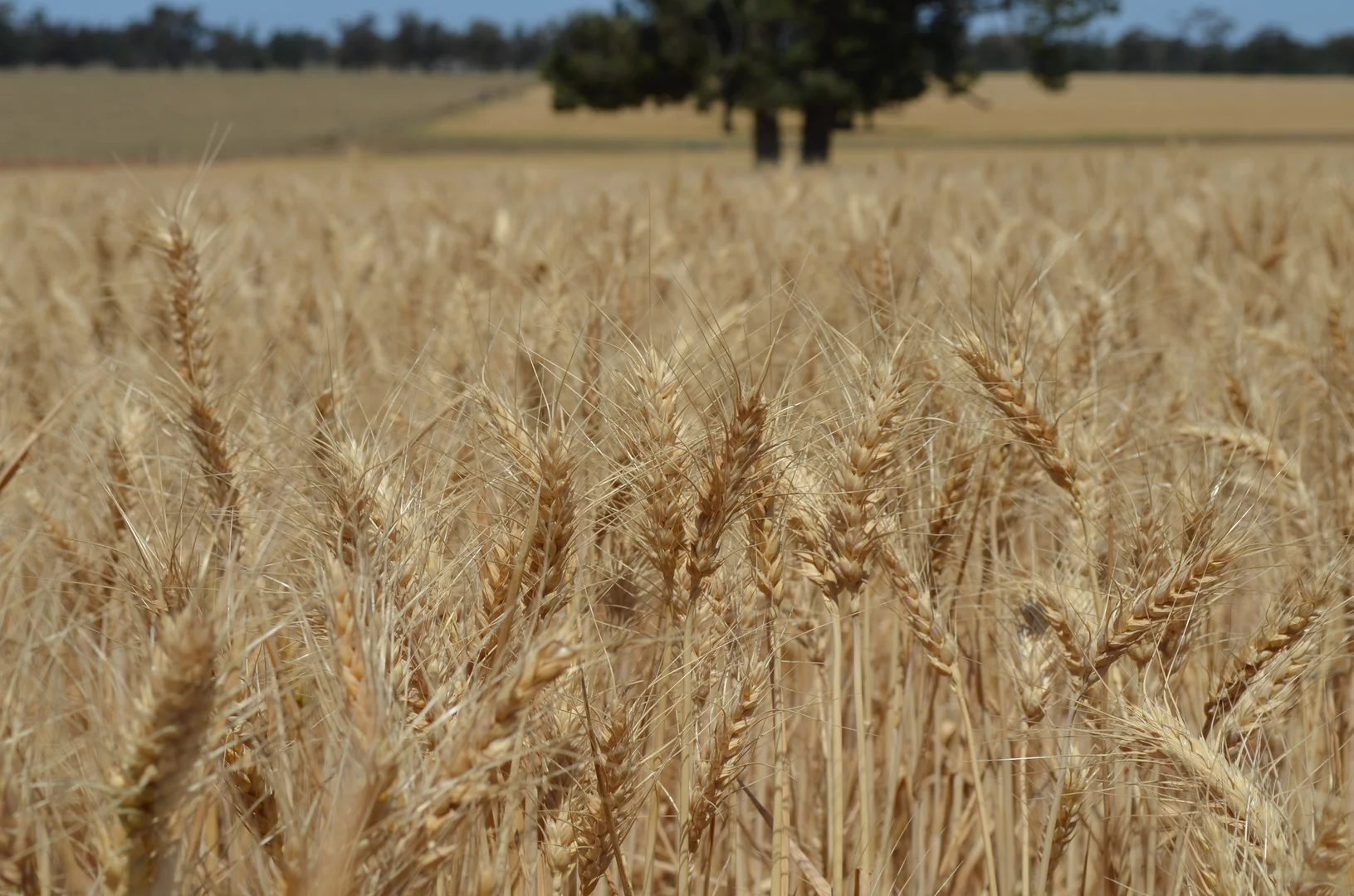 Additional image 2 of 'Part Greendale' Mandamah Forest Road, Ariah Park NSW 2665