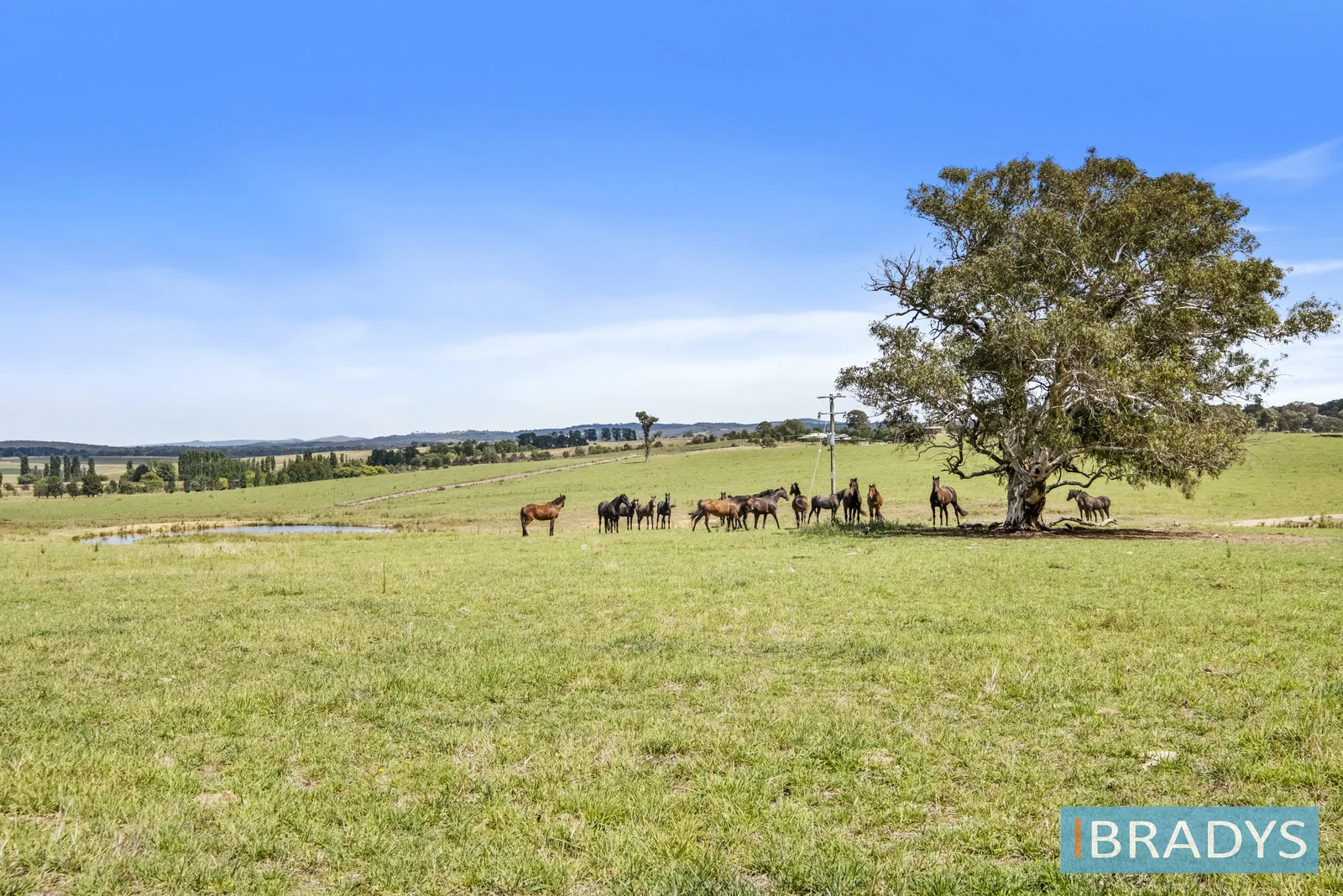 Additional image 13 of 4348 Gundaroo Road, Gundaroo NSW 2620