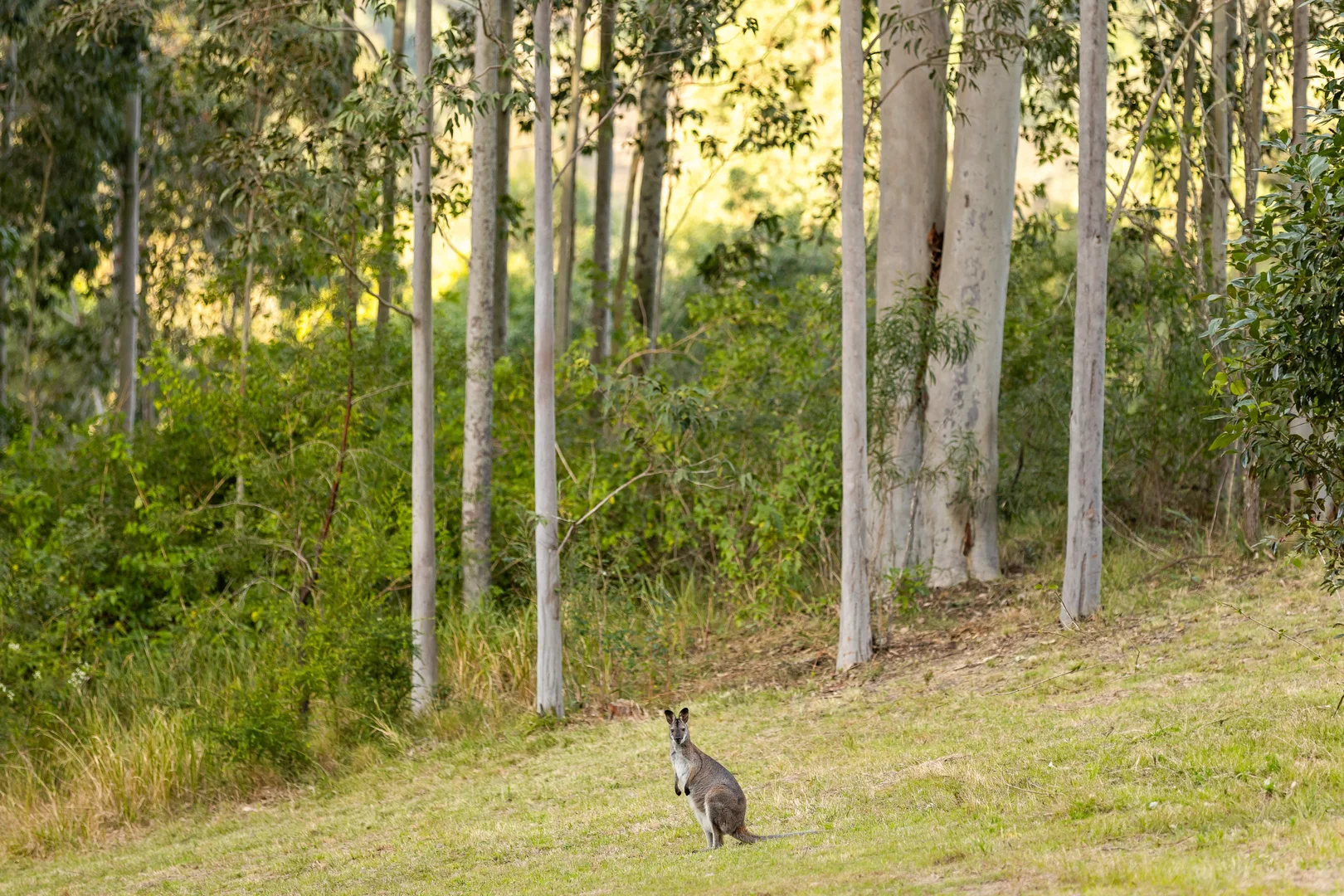 Additional image 18 of 98 Parishs Road, Dungog NSW 2420