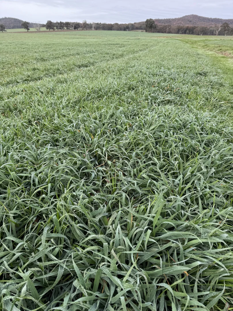 Additional image 32 of 301 Boggy Creek Road, Moyhu VIC 3732