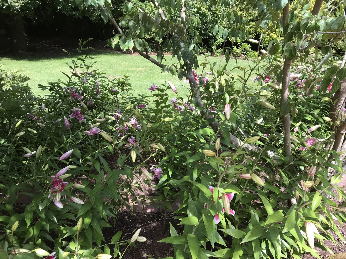 Additional image 29 of 805 Mount Macedon Road, Mount Macedon VIC 3441