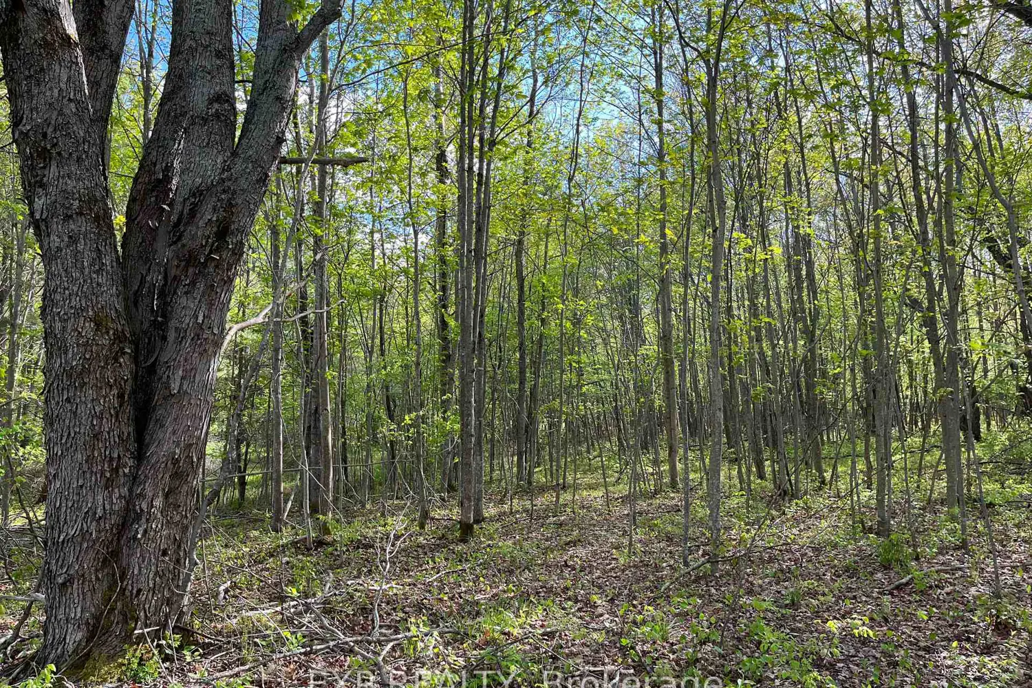 Additional image 3 of Lot 7 Casson Trail