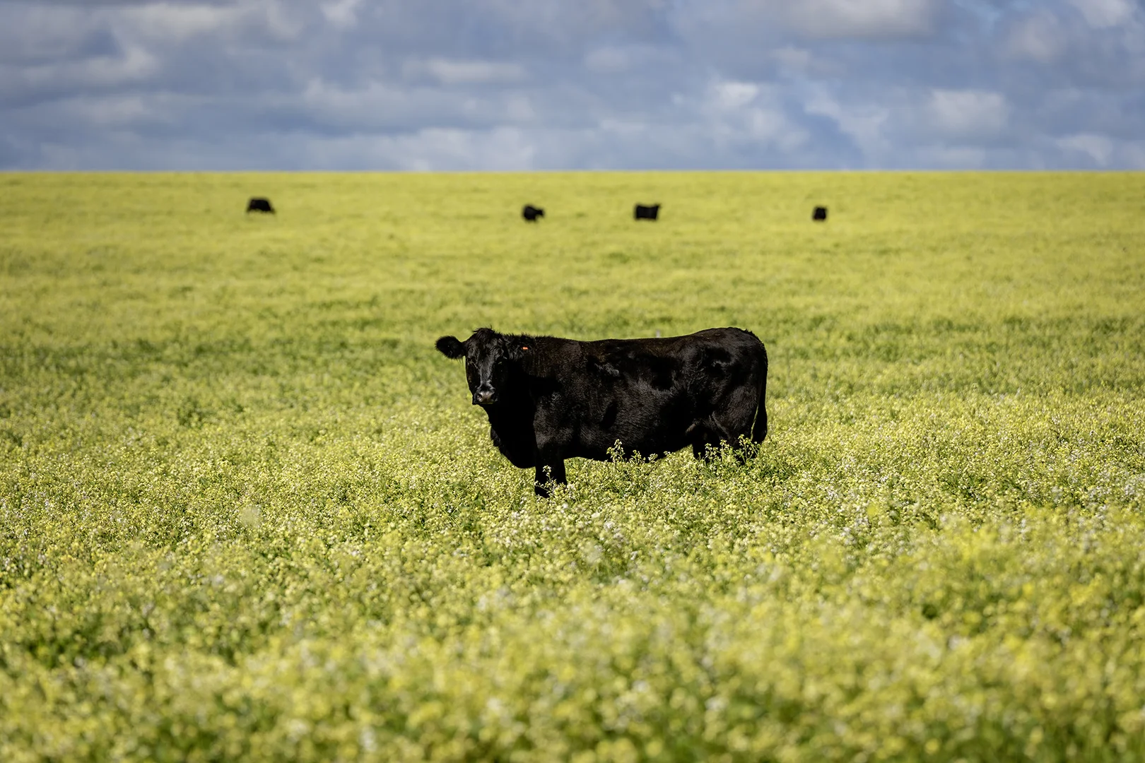 Additional image 7 of 829 Nabawa Northampton Road, Hickety WA 6532