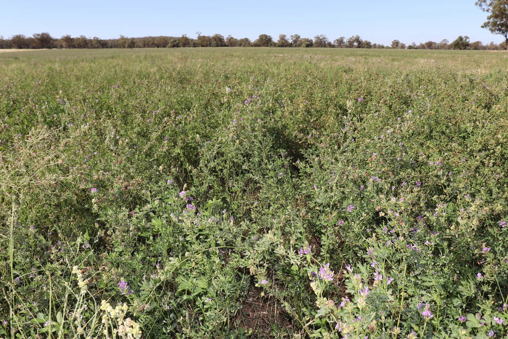 Additional image 11 of 655 Boorr Hill Road, Parkes NSW 2870