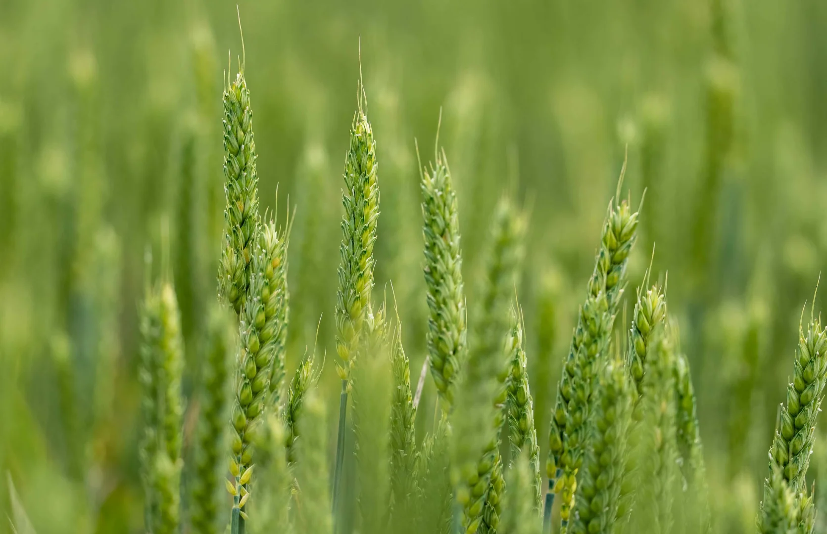 Additional image 6 of 69 Ercildoune Lane South, Forbes NSW 2871