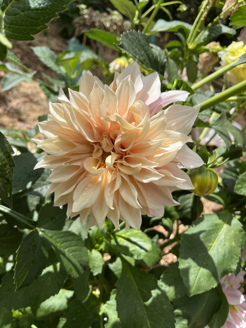 Additional image 26 of 805 Mount Macedon Road, Mount Macedon VIC 3441