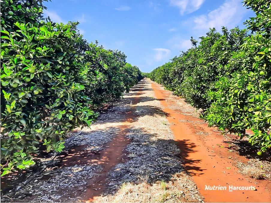 Additional image 10 of Farm 567 & 568 New Farms Road, Nericon NSW 2680