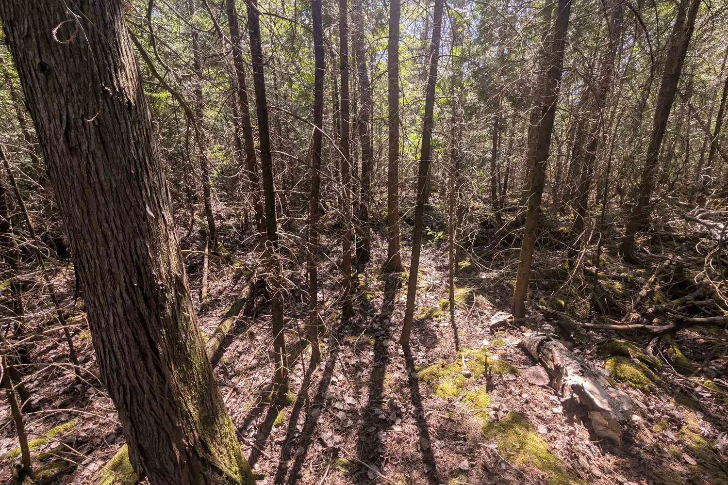 Additional image 4 of Lot 10 Trillium Crossing