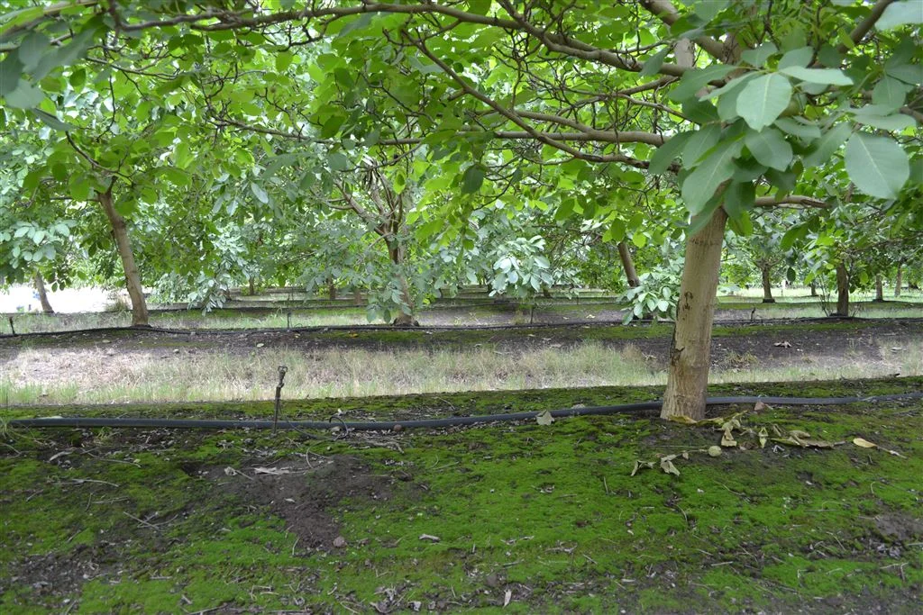 Additional image 8 of 222 Koondrook West Road, Koondrook VIC 3580