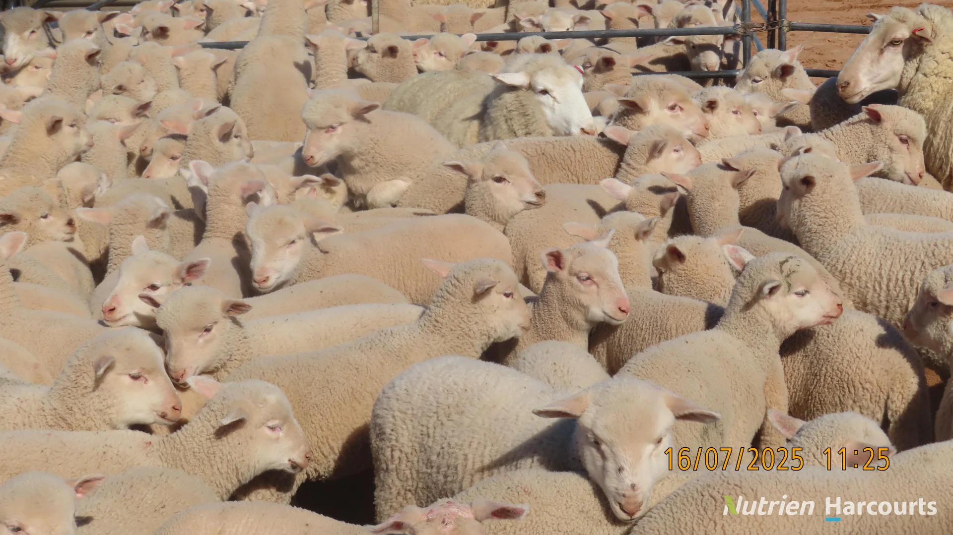 Additional image 3 of * Magenta Aggregation, Balranald NSW 2715