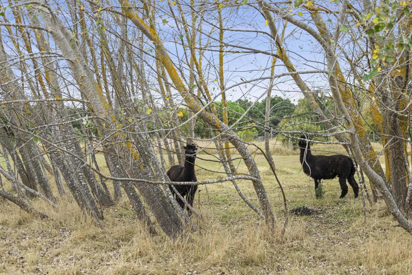 Additional image 7 of CA7 Sec 50 Lasslett Street, Malmsbury VIC 3446