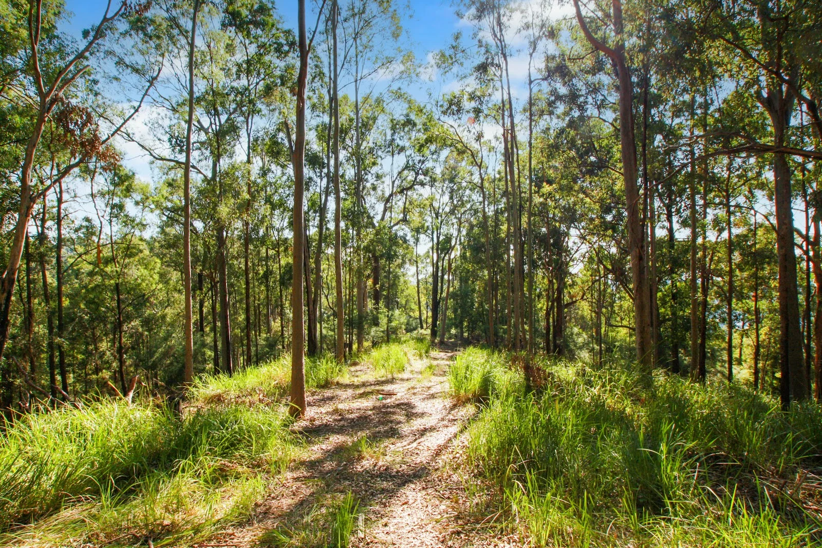 Additional image 17 of 94 Holyrood Road, Maudsland QLD 4210