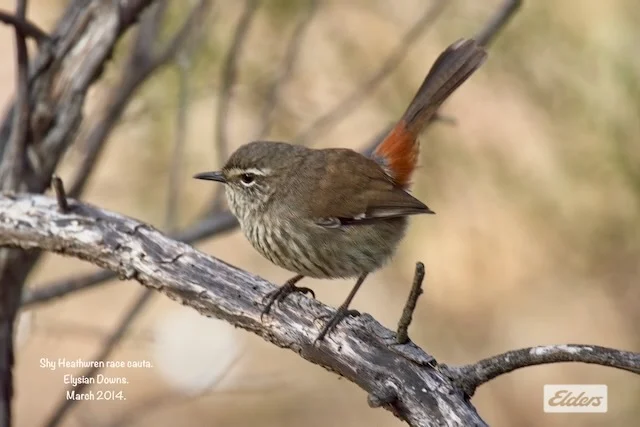 Additional image 11 of 50 William Perry Lane, Sebastian VIC 3556