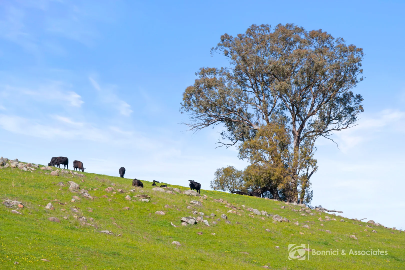 Additional image 13 of "THE OAKS" Bethanga Bay Road, Bethanga VIC 3691
