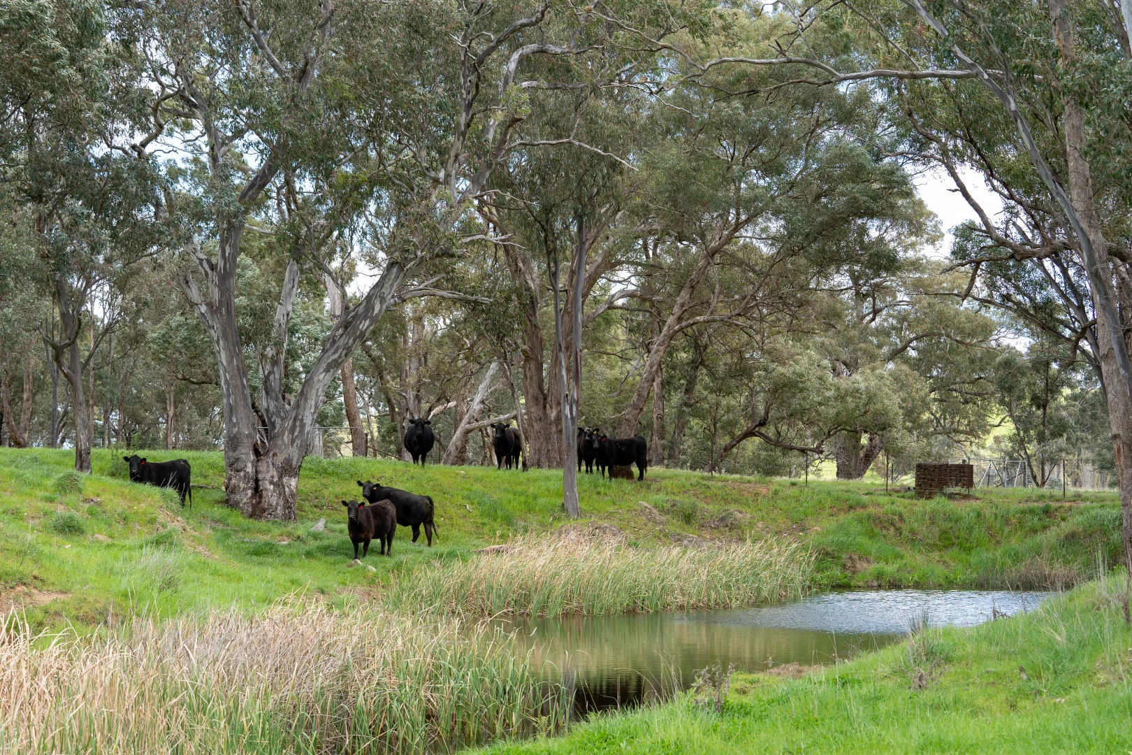 Additional image 5 of 'Cronga Peak' 157 Cronga Peak Road, Molong NSW 2866