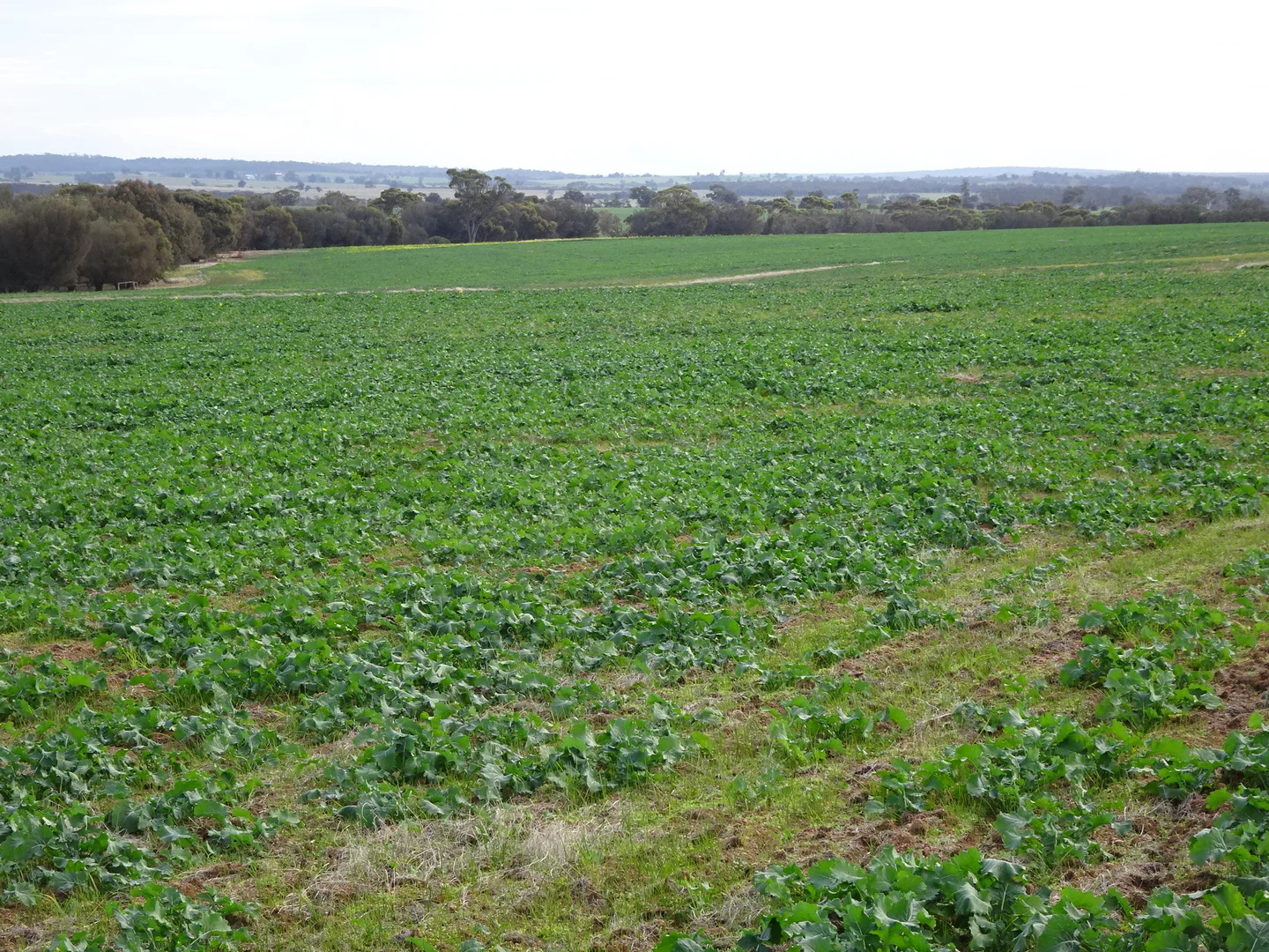 Additional image 11 of Grout Road, Cuballing WA 6311