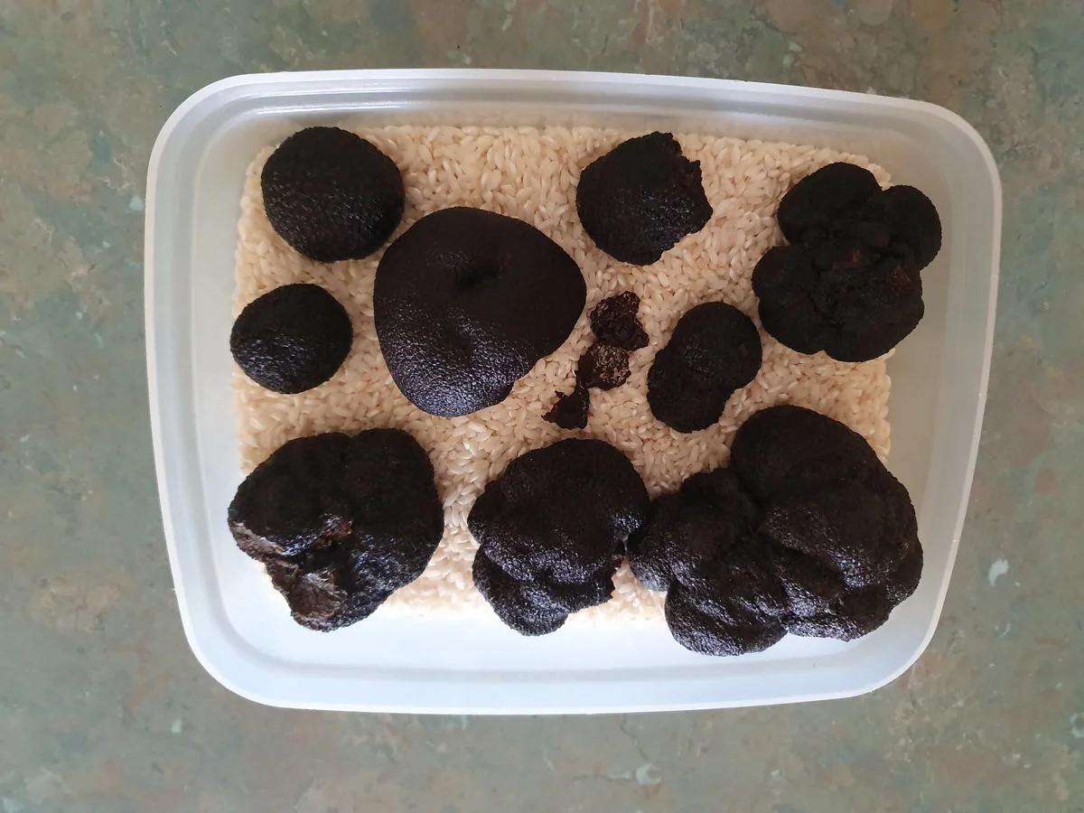 Additional image 27 of 48 Holben Road, Cowaramup WA 6284