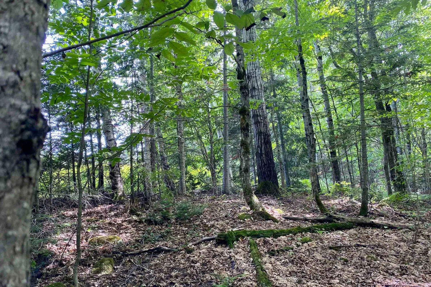 Additional image 11 of Lot 6-B 522 Highway