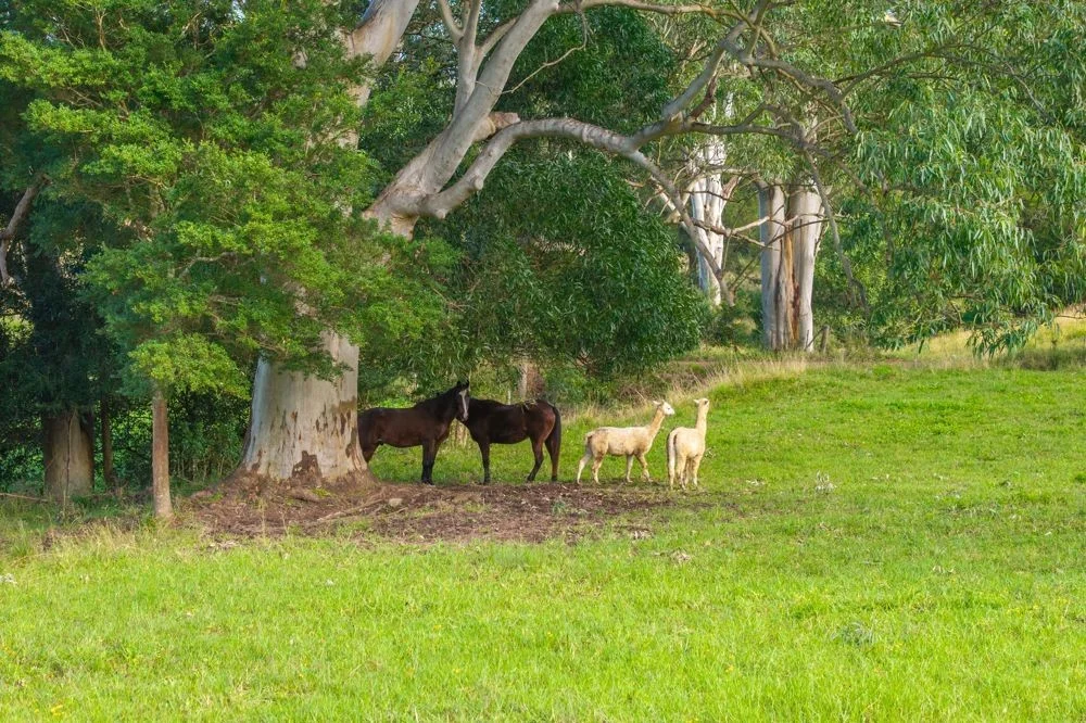 Additional image 5 of 89 Mcmillans Road, Ellenborough NSW 2446