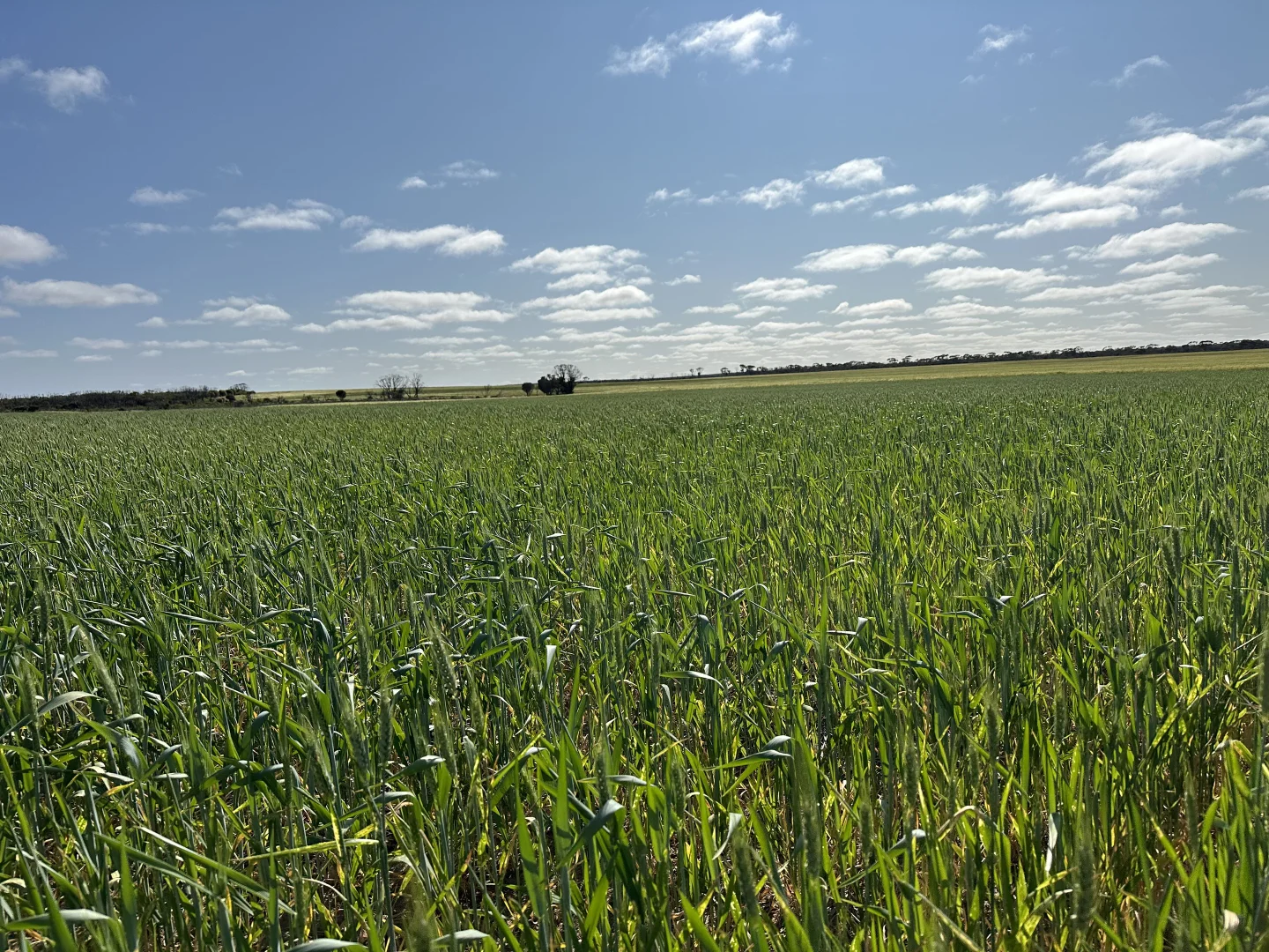 Additional image 8 of 2501 Hyden Norseman Road, Hyden WA 6359