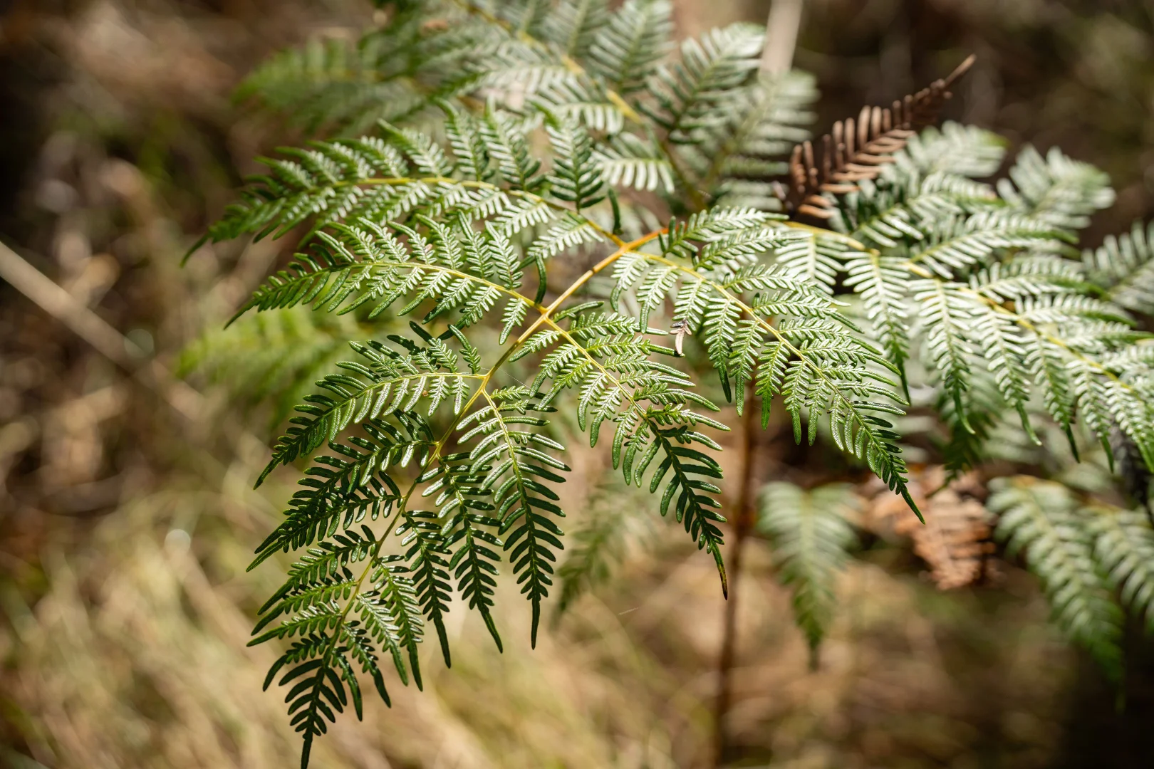 Additional image 18 of . Firebrace Track, Bullioh VIC 3700
