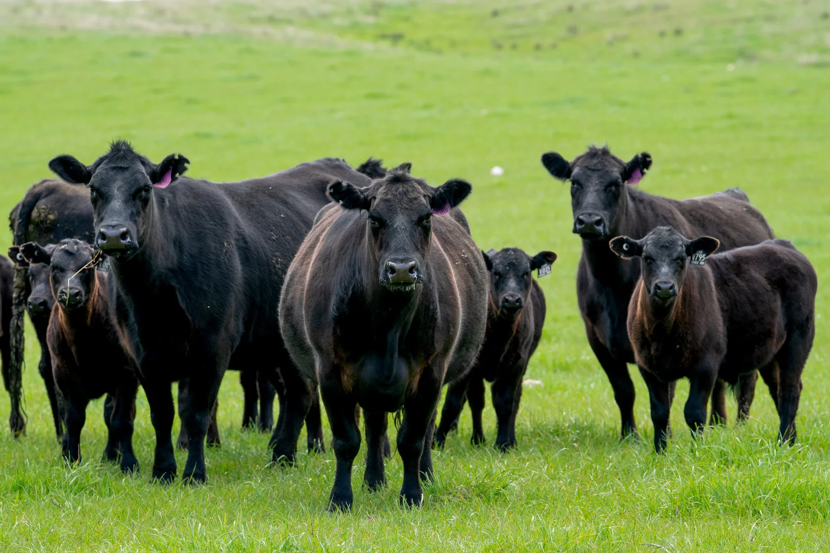 Additional image 29 of 'Cronga Peak' 157 Cronga Peak Road, Molong NSW 2866