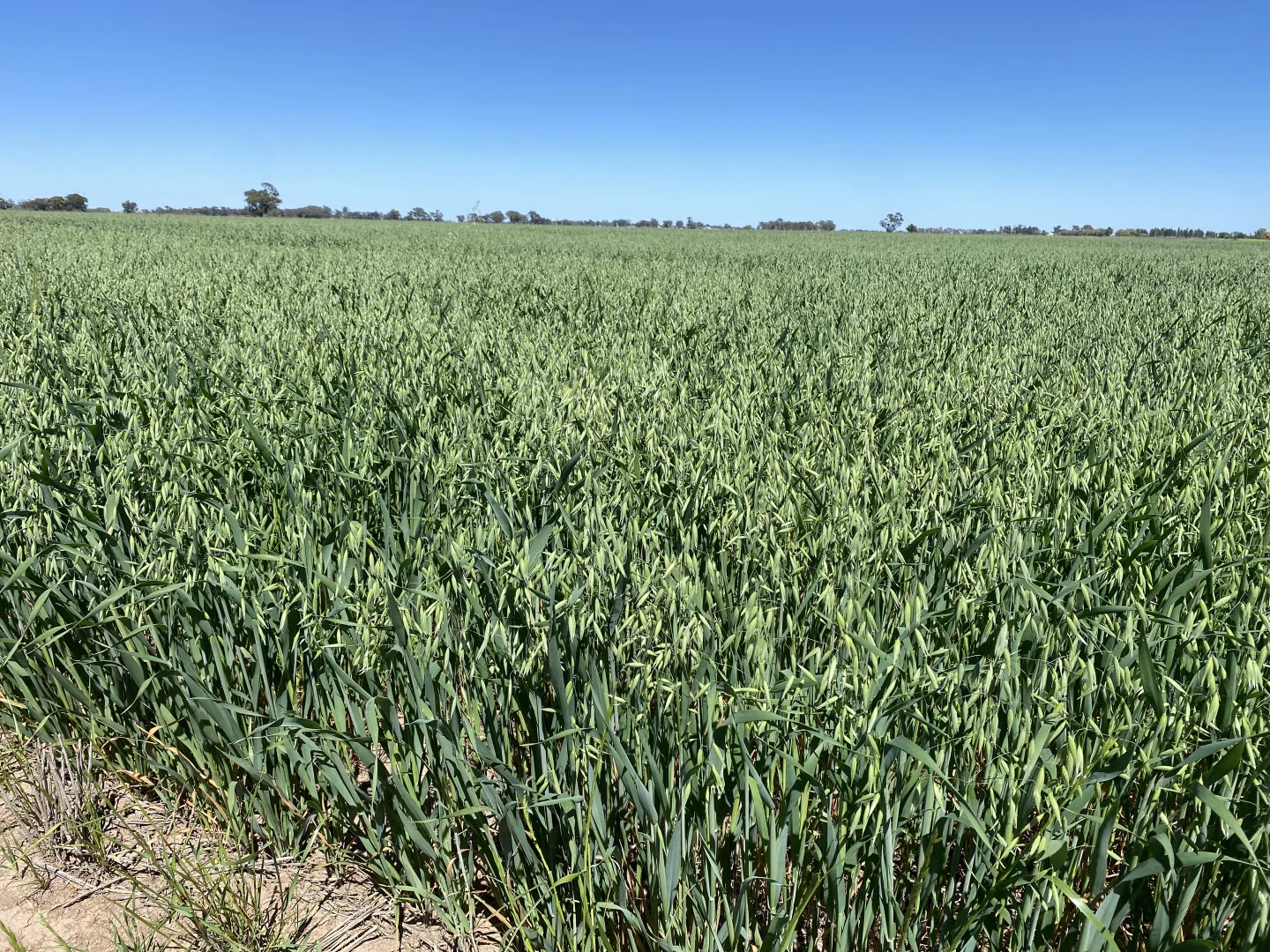 Additional image 2 of 102 Murrami Road, Murrami NSW 2705