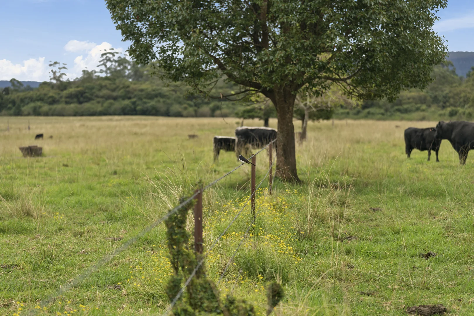 Additional image 15 of 5 Jenkinson Place, Nana Glen NSW 2450