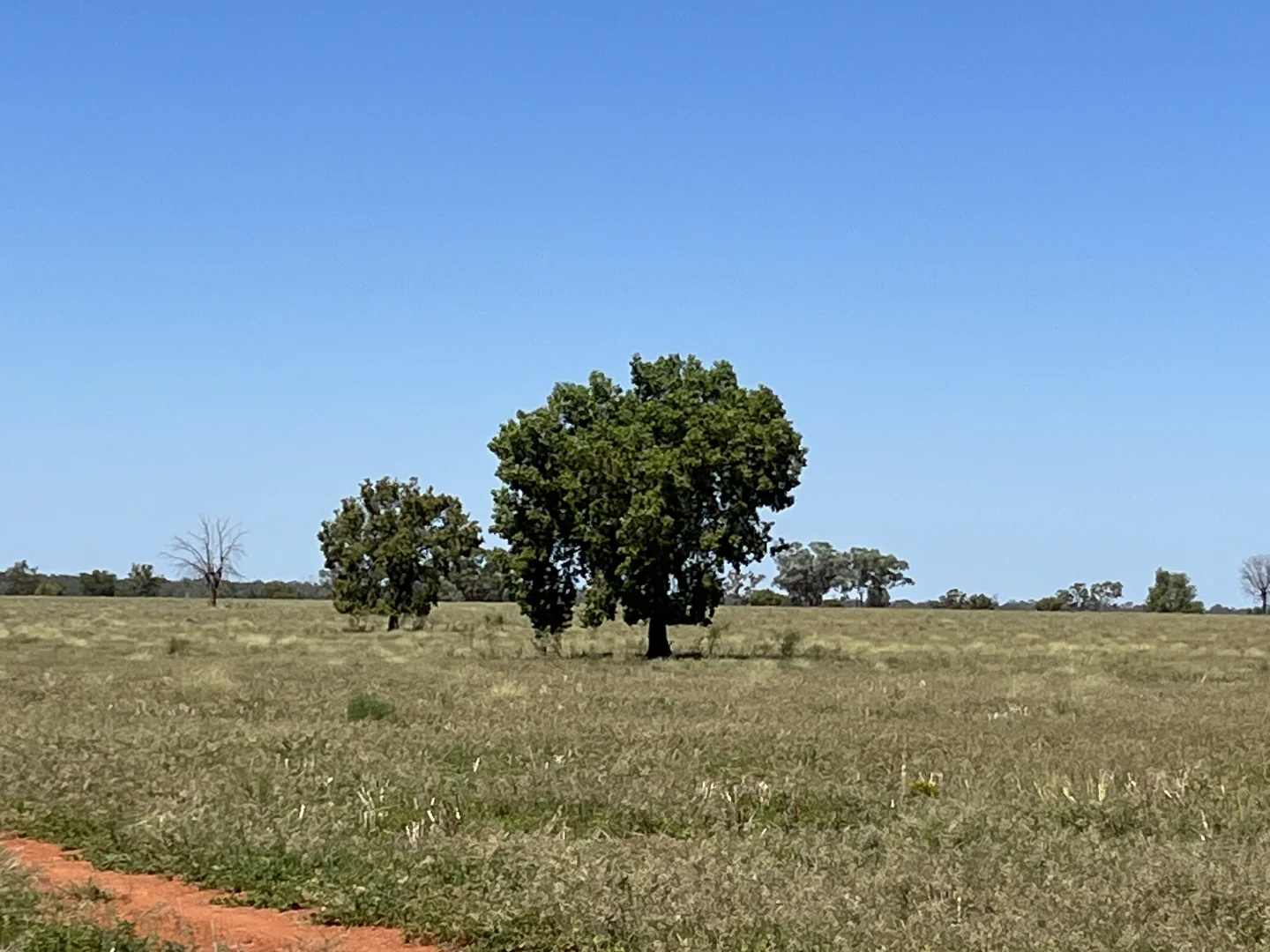 Additional image 23 of "Glendale"/4666 Mitchell Highway, Girilambone NSW 2831