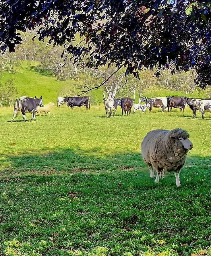 Additional image 8 of 148 Ferndale Road, Coolumbooka NSW 2632