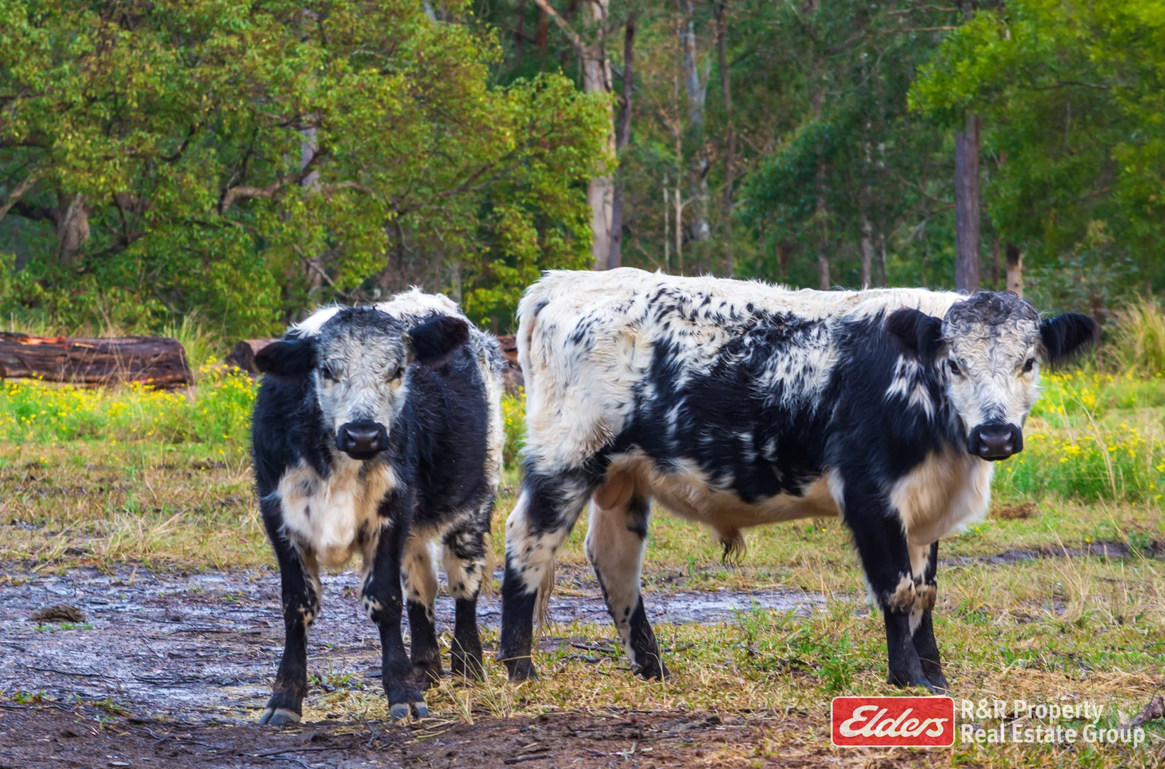 Additional image 21 of 4 Bede Street, Stroud NSW 2425