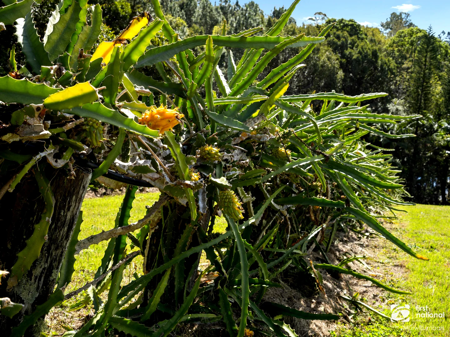 Additional image 21 of 7083 Tweed Valley Way, Dunbible NSW 2484