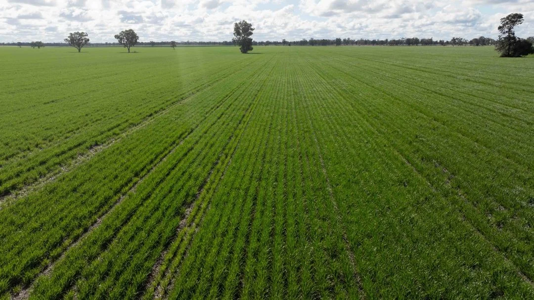 Additional image 9 of Cheecome and Carols, Moree NSW 2400