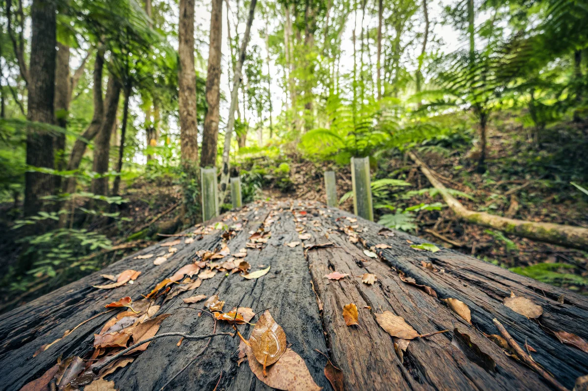 Additional image 24 of 88 Gleniffer Road, Bellingen NSW 2454