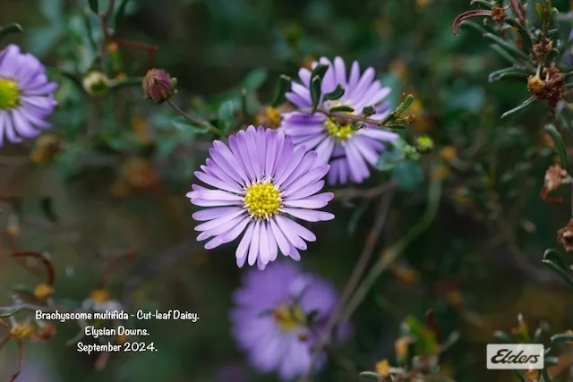 Additional image 7 of 50 William Perry Lane, Sebastian VIC 3556