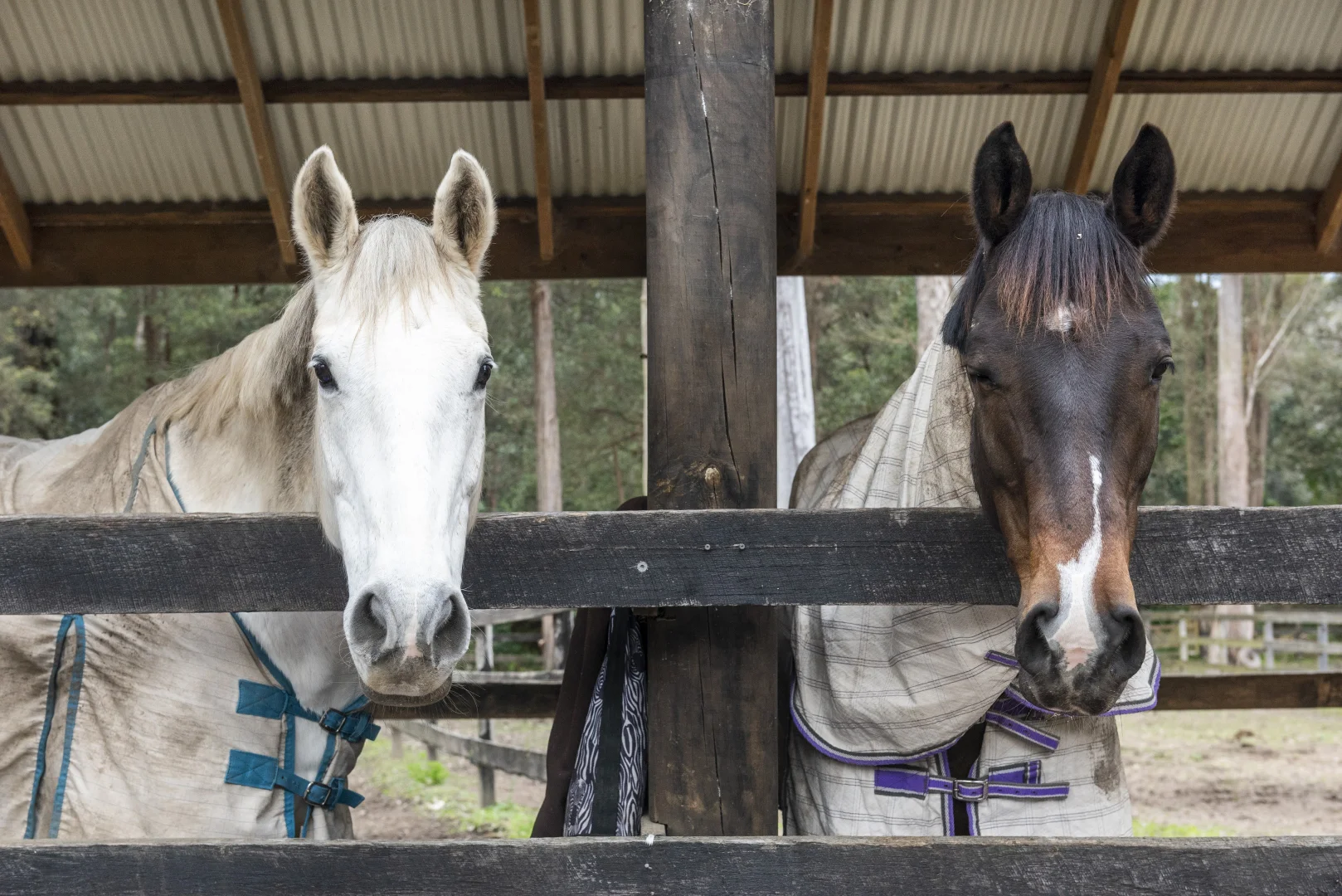 Additional image 27 of 116A Booralie Road, Duffys Forest NSW 2084