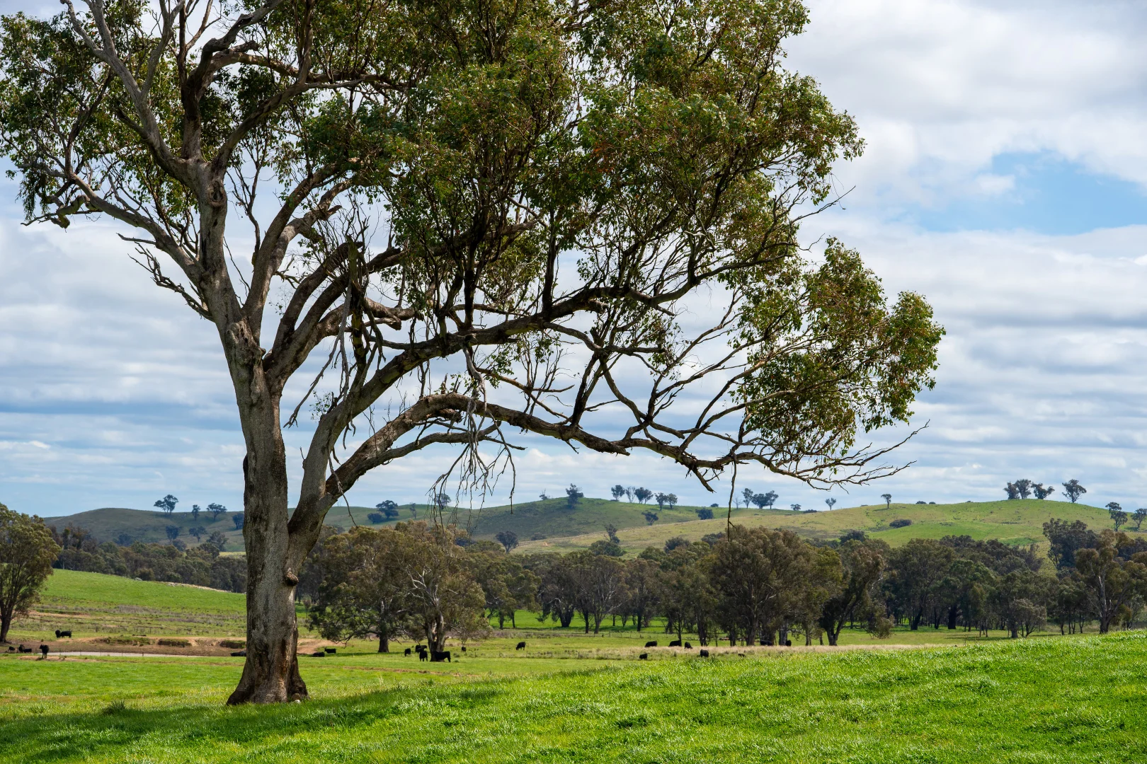 Additional image 22 of 'Cronga Peak' 157 Cronga Peak Road, Molong NSW 2866