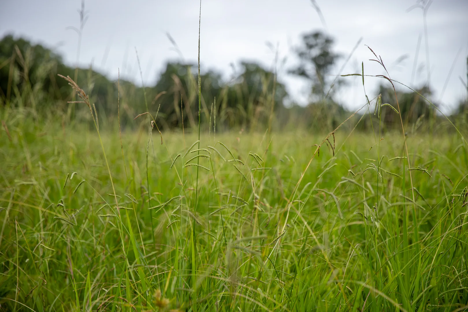 Additional image 27 of 300 Martells Road, Bellingen NSW 2454