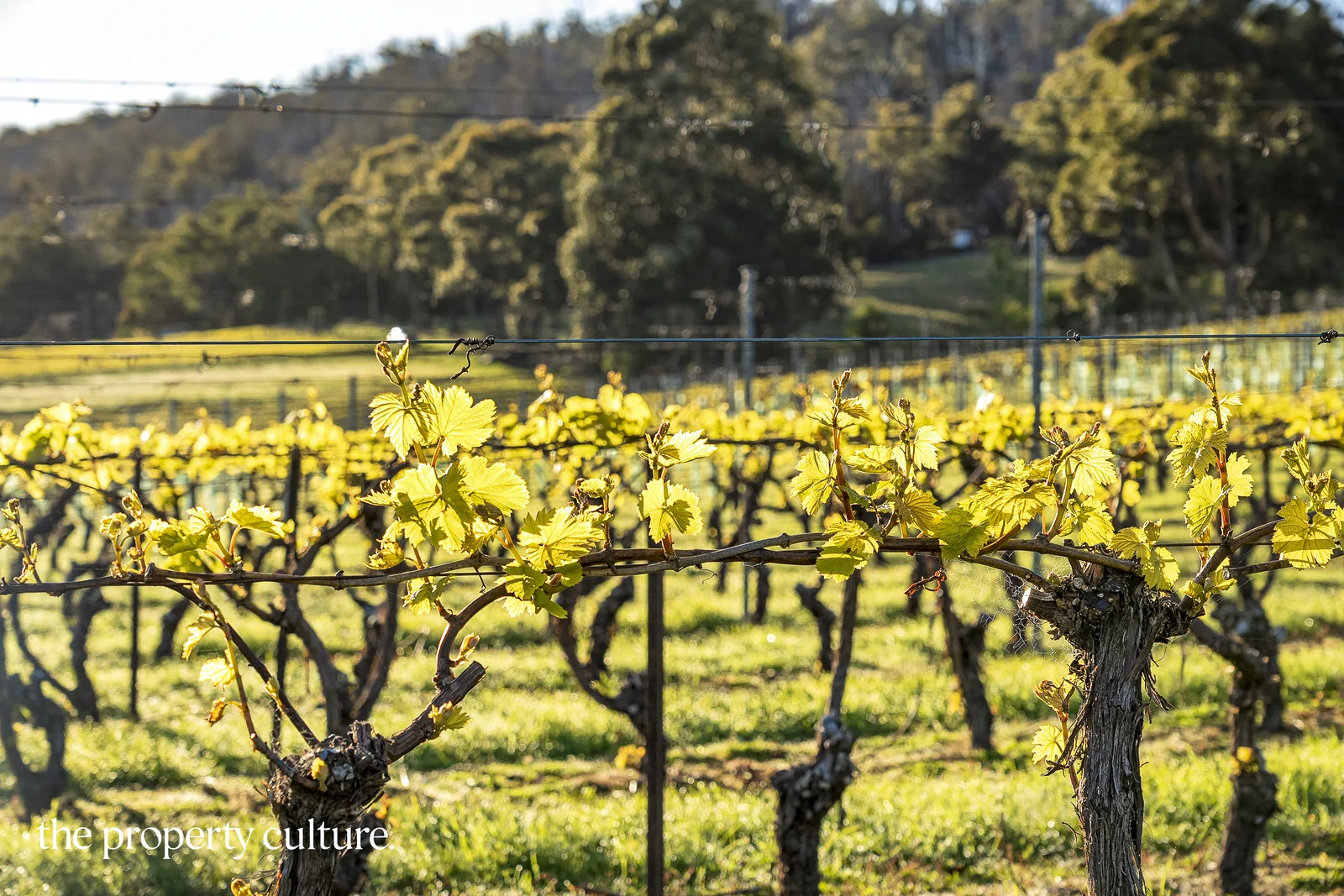 Additional image 8 of 42 Voss Rd, Glaziers Bay TAS 7109