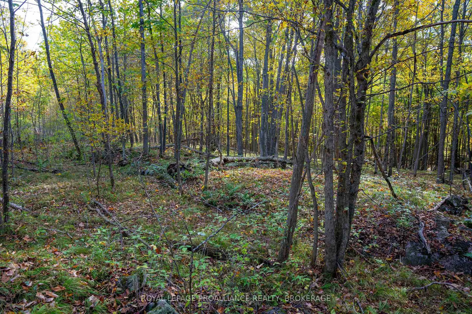 Additional image 11 of Pt Lts 12 & 13 Devil Lake Road