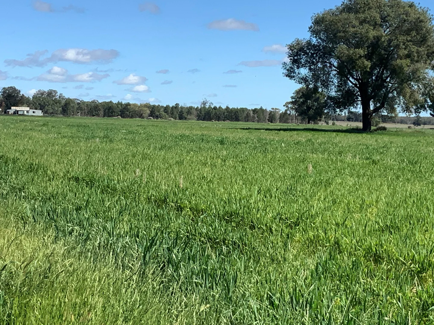 Additional image 7 of 703 Yethera Road, Tullamore NSW 2874