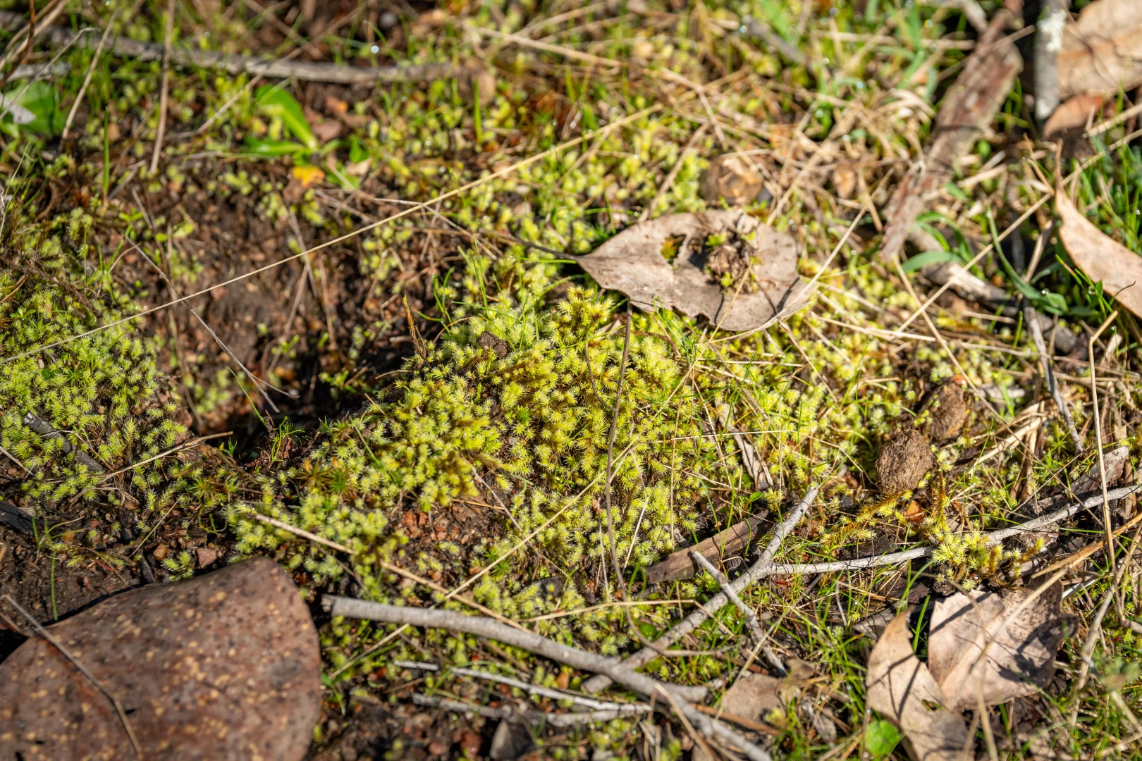Additional image 21 of . Firebrace Track, Bullioh VIC 3700